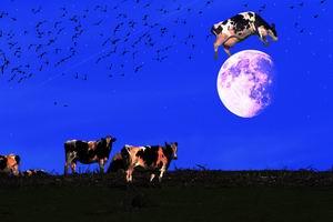 Wingsdomain Releases New Artwork . The Cow Jumped Over The Moon